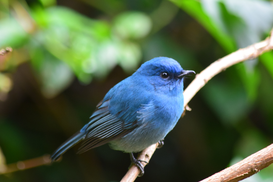 Pájaro Azul, Evolución de Twitter a X